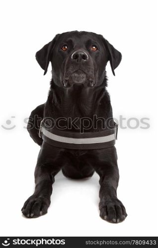 mix breed dog, Labrador, Rottweiler. mix breed dog, Labrador, Rottweiler, in front of white background
