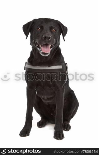 mix breed dog, Labrador, Rottweiler. mix breed dog, Labrador, Rottweiler, in front of white background