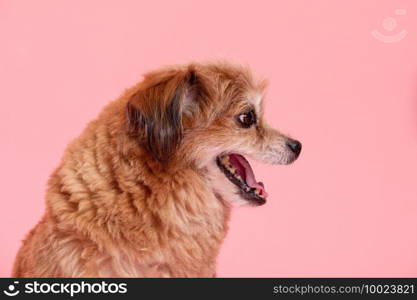 Mix breed happy dog smile and cheerful on pink background,Happiness dog Concept