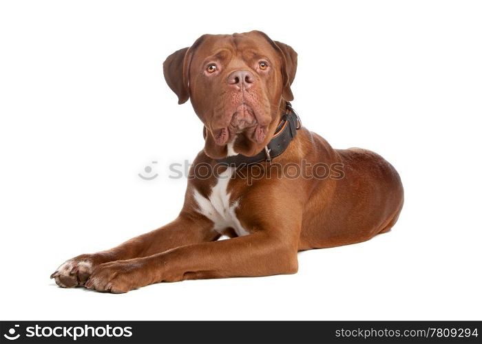 mix bull mastiff,tosa inu. mix bull mastiff,tosa inu ,isolated on a white background