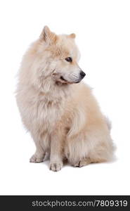 Mix Chow-Chow and Samoyed. Cute mixed breed dog Chow-Chow and Samoyed sitting and looking sideways, isolated on a white background