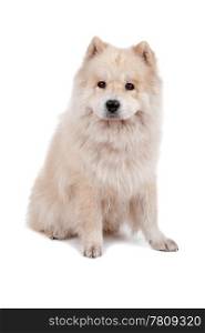 Mix Chow-Chow and Samoyed. Cute mixed breed dog Chow-Chow and Samoyed sitting and looking, isolated on a white background