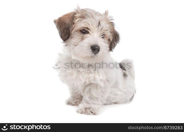 mix Maltese Puppy dog. mix Maltese Puppy dog in front of a white background