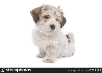 mix Maltese Puppy dog. mix Maltese Puppy dog in front of a white background