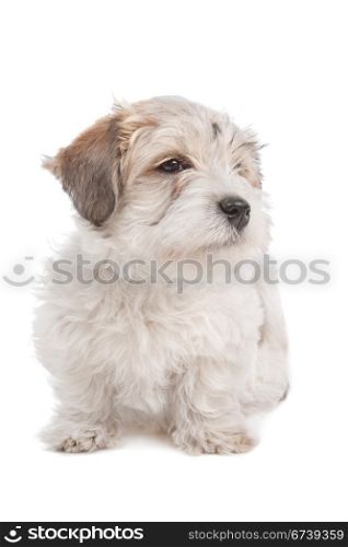 mix Maltese Puppy dog. mix Maltese Puppy dog in front of a white background