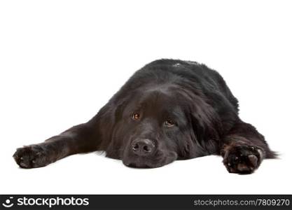 Mix new foundland/bernese mountain dog. Mixed breed dog New Foundland/Bernese Mountain isolated on a white background