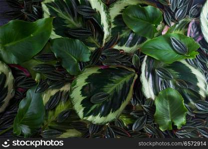 mix of fresh green exotic tropical leaves abstract background. fresh green leaves