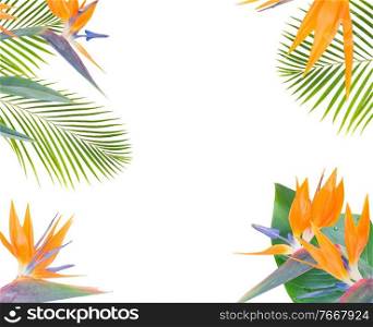 mix of fresh green exotic tropical leaves and flowers frame on white background. fresh green leaves