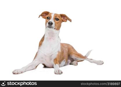 mix Podenco dog. mix Podenco dog in front of a white background