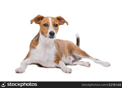 mix Podenco dog. mix Podenco dog in front of a white background
