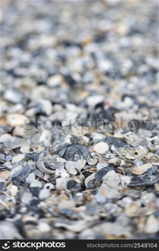 Mixed and broken sea shells.