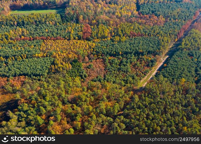 Mixed artificial forest with different kinds of trees aerial view