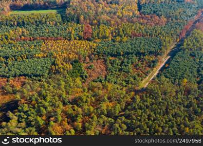 Mixed artificial forest with different kinds of trees aerial view