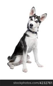mixed breed, American Indian Dog, husky puppy