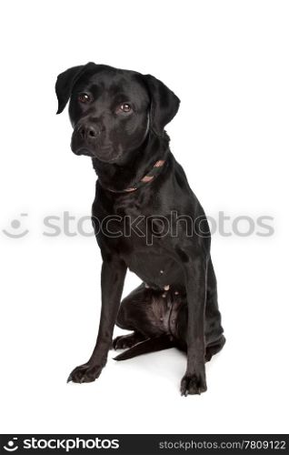 mixed breed black dog. mixed breed black dog in front of a white background