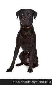 mixed breed black dog. mixed breed black dog in front of a white background