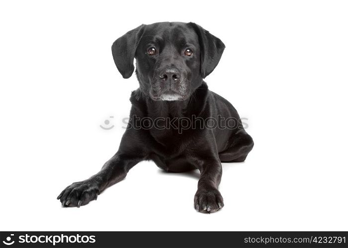 mixed breed black dog. mixed breed black dog in front of white