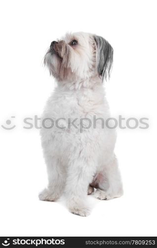 Mixed breed boomer dog. Mixed breed boomer dog sitting, dog looking sideways, isolated on a white background