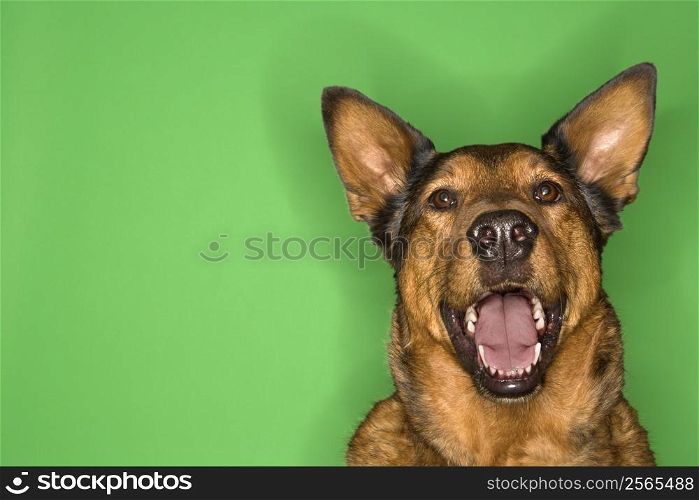Mixed breed brown dog smiling.