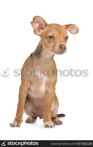 mixed breed chihuahua and miniature Pincher dog. mixed breed chihuahua and miniature Pincher dog in front of a white background
