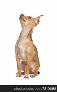 mixed breed chihuahua and miniature Pincher dog. mixed breed chihuahua and miniature Pincher dog in front of a white background