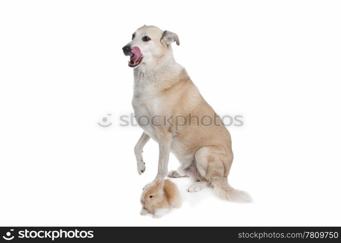 mixed breed dog and a rabbit. mixed breed dog and a rabbit in front of a white background