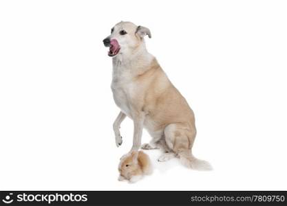 mixed breed dog and a rabbit. mixed breed dog and a rabbit in front of a white background