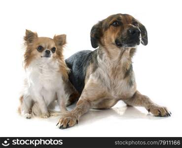 Mixed-Breed Dog and chihuahua in front of white background