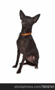 mixed breed dog. cross breed of a Miniature Pinscher and a chihuahua dog