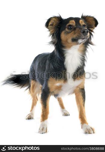 Mixed-Breed dog in front of white background
