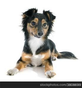 Mixed-Breed dog in front of white background