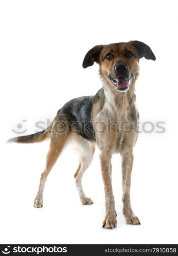 Mixed-Breed Dog in front of white background