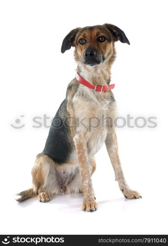 Mixed-Breed Dog in front of white background