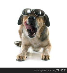 Mixed-Breed Dog in front of white background