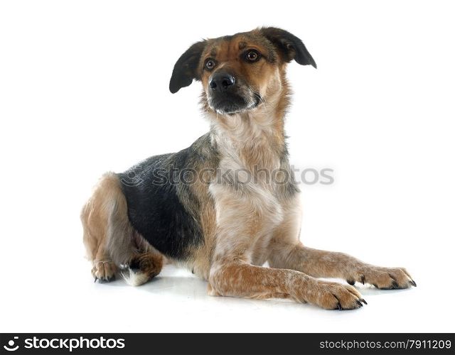 Mixed-Breed Dog in front of white background