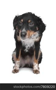mixed breed dog, kooiker, Frisian Pointer. mixed breed dog, kooiker, Frisian Pointer, in front of a white background