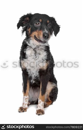 mixed breed dog, kooiker, Frisian Pointer. mixed breed dog, kooiker, Frisian Pointer, in front of a white background