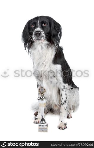 Mixed breed dog. Mixed breed dog and his prize sitting, isolated on a white background