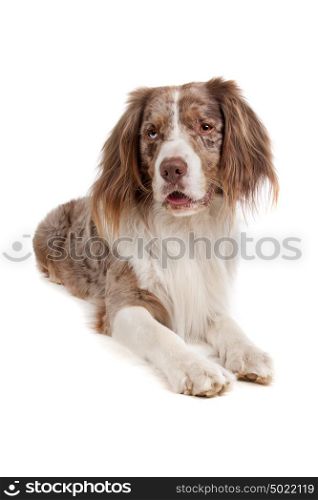mixed breed dog. mixed breed dog. Australian shepherd, English springer spaniel