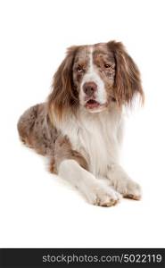 mixed breed dog. mixed breed dog. Australian shepherd, English springer spaniel