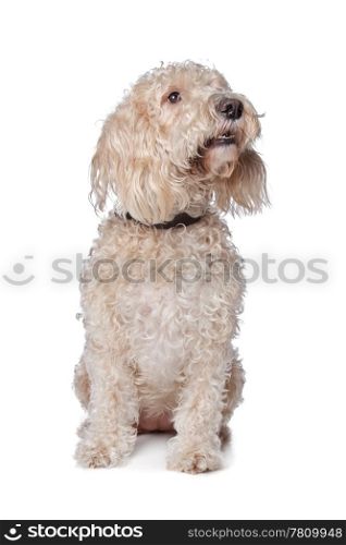 mixed breed dog. mixed breed dog,Basset Griffon and poodle,in front of a white background