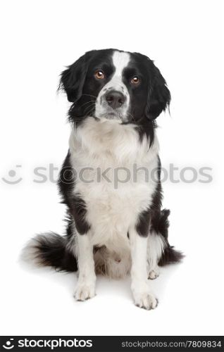 mixed breed dog. mixed breed dog. Border collie and Frisian pointer dog