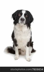 mixed breed dog. mixed breed dog. Border collie and Frisian pointer dog