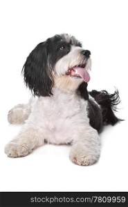 mixed breed dog. mixed breed dog,cavalier king charles spaniel and Dutch Sheepdog, in front of a white background