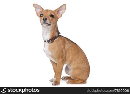 mixed breed dog. mixed breed dog,chihuahua and pincher,in front of a white background