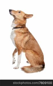 mixed breed dog. mixed breed dog, half collie, in front of a white background