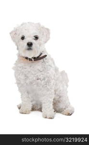 Mixed breed dog. Mixed breed dog in front of a white background