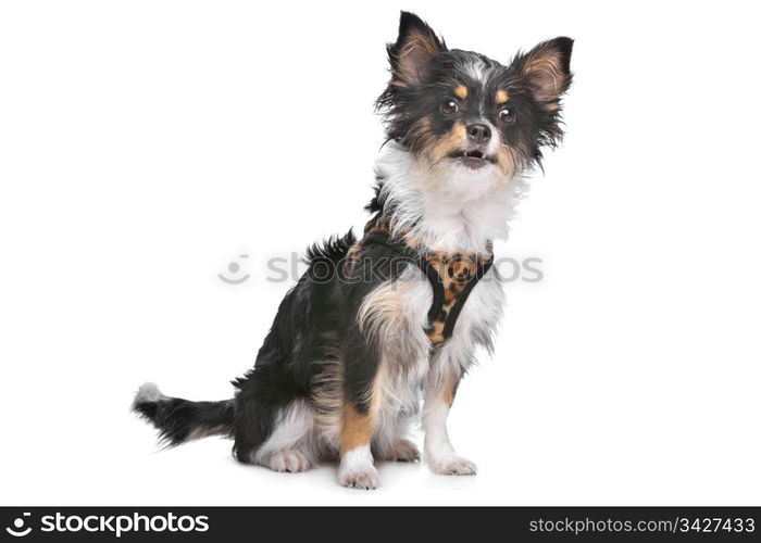 mixed breed dog. mixed breed dog in front of a white background