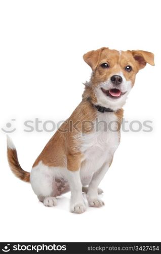 mixed breed dog. mixed breed dog in front of a white background