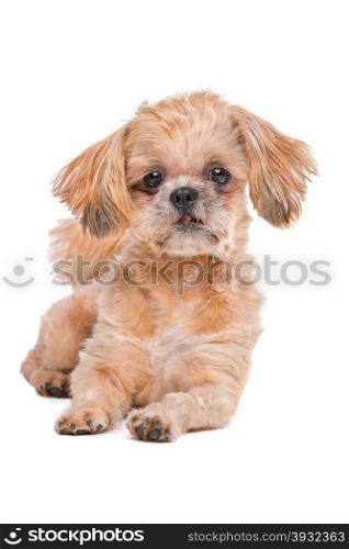 Mixed breed dog. Mixed breed dog in front of a white background